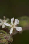 Common catchfly